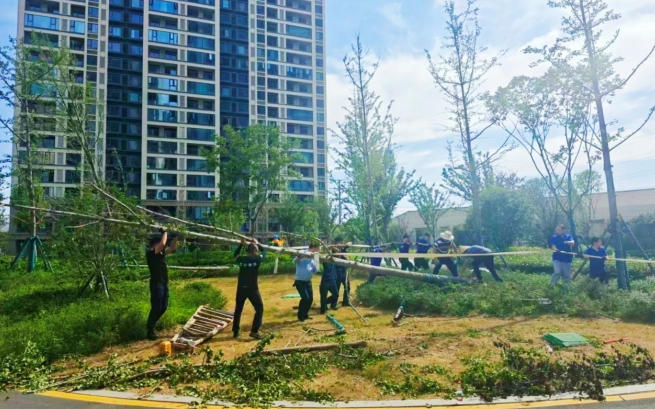 携手清障，守护家园——余姚十里亭社区合力开展台风灾后复绿抢修