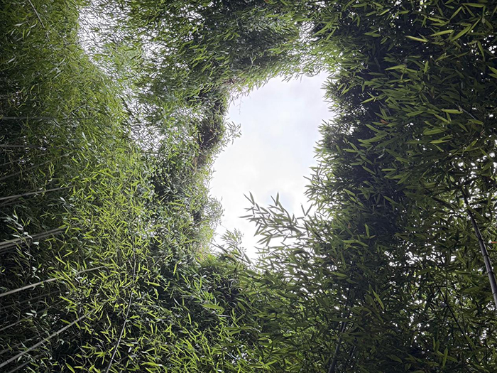 云顶风光入乡村，文旅新途兴大庄