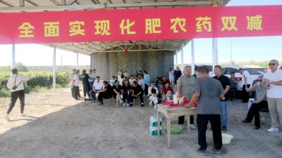 新疆沙湾葡萄“开挂”！少用一半化肥，亩产反增50%还早熟半月