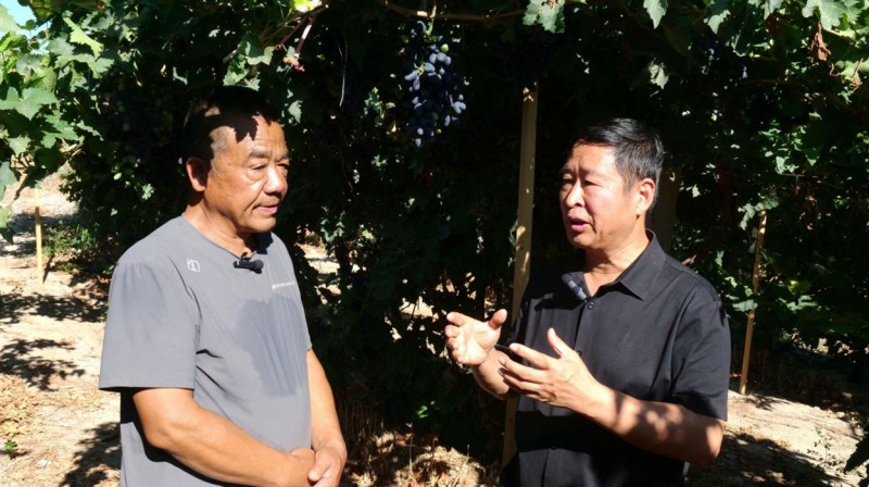新疆沙湾葡萄“开挂”！少用一半化肥，亩产反增50%还早熟半月