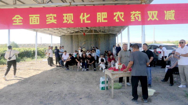 化肥农药减量增效结硕果 邮沃碳氢葡萄观摩会在新疆沙湾顺利举办