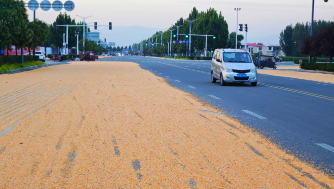 秋收季公路晒粮现象抬头: 焦作部分路段通行安全隐患突出