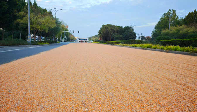 秋收季公路晒粮现象抬头: 焦作部分路段通行安全隐患突出