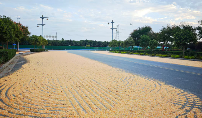 秋收季公路晒粮现象抬头: 焦作部分路段通行安全隐患突出