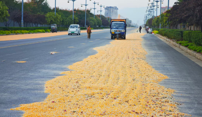 秋收季公路晒粮现象抬头: 焦作部分路段通行安全隐患突出