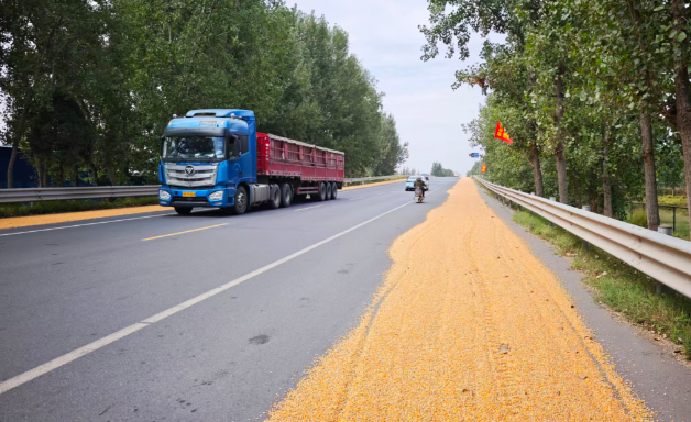 秋收季公路晒粮现象抬头: 焦作部分路段通行安全隐患突出