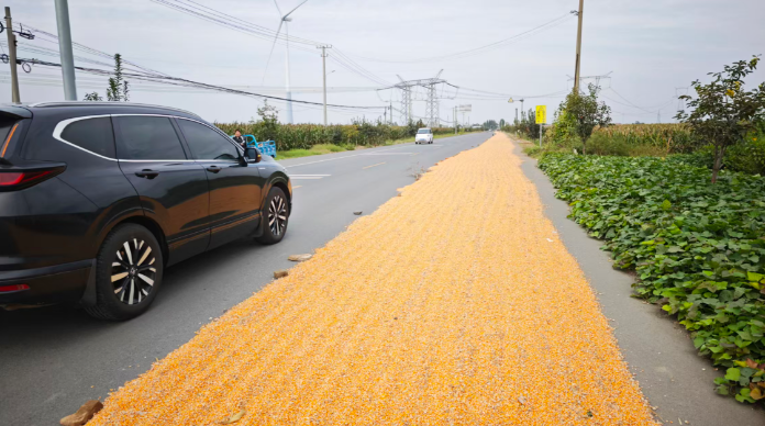 秋收季公路晒粮现象抬头: 焦作部分路段通行安全隐患突出