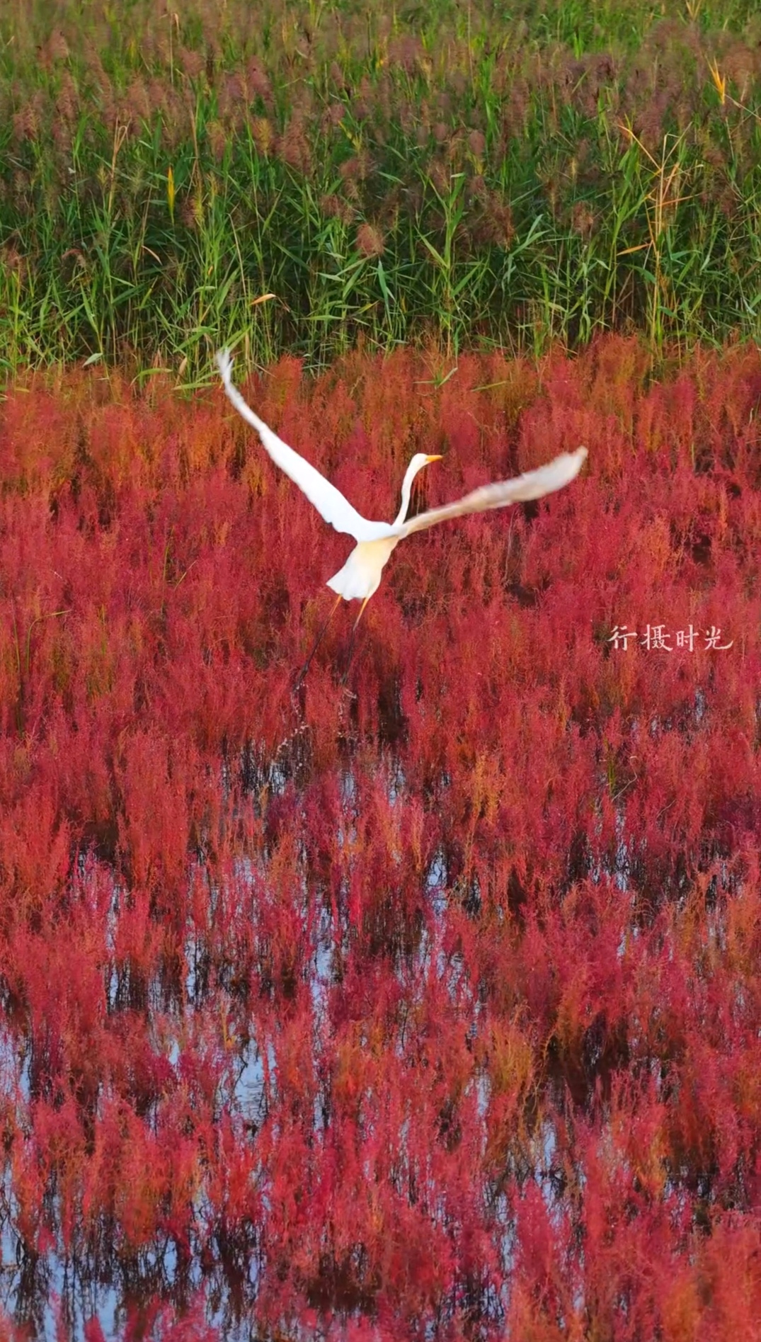 东营，今年格外“红”
